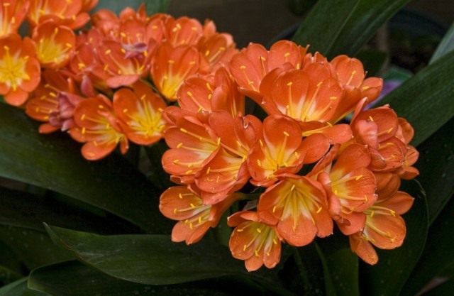 Кливия (Clivia) Кливия (Clivia)