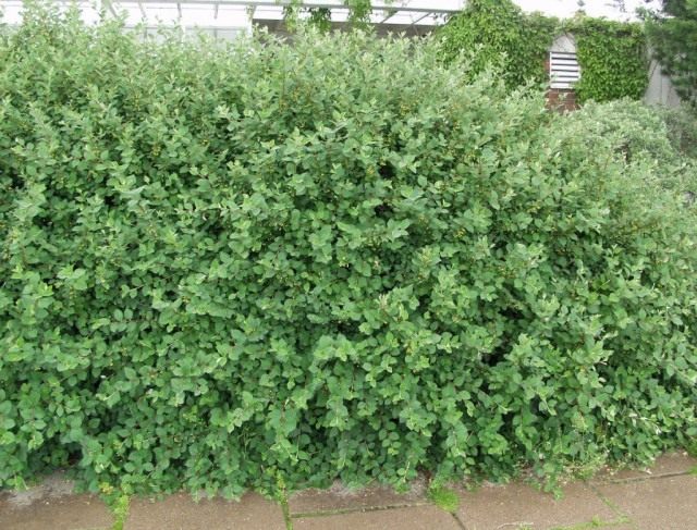 Кизильник цельнокрайний, или обыкновенный (Cotoneaster integerrimus) Кизильник цельнокрайний, или обыкновенный (Cotoneaster integerrimus)