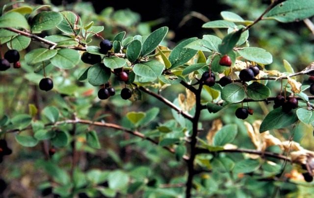 Кизильник черноплодный (Cotoneaster melanocarpus) Кизильник черноплодный (Cotoneaster melanocarpus)