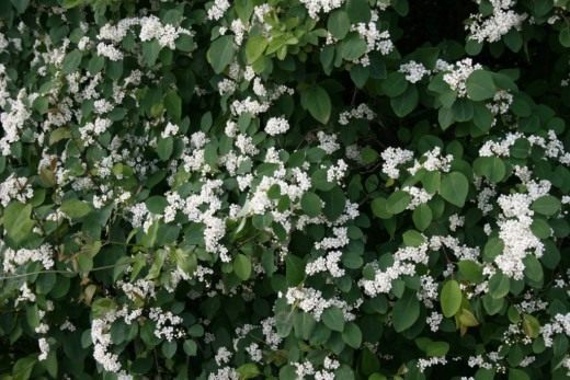 Кизильник многоцветковый (Cotoneaster multiflorus) Кизильник многоцветковый (Cotoneaster multiflorus)