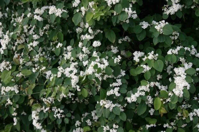 Кизильник многоцветковый (Cotoneaster multiflorus) Кизильник многоцветковый (Cotoneaster multiflorus)