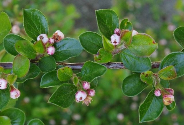 Кизильник кистецветный (Cotoneaster racemiflorus) Кизильник кистецветный (Cotoneaster racemiflorus)