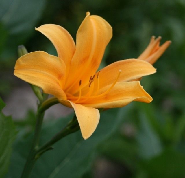 Цветок лилейника оранжевого