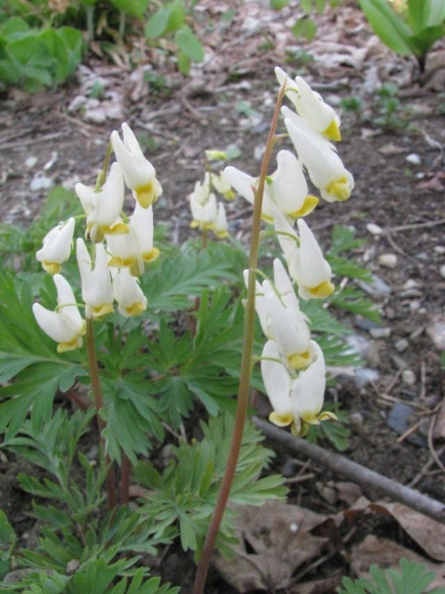 Дицентра клобучковая (Dicentra cucullaria) Дицентра клобучковая (Dicentra cucullaria)