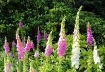 Наперстянка, или Дигиталис (Digitalis)