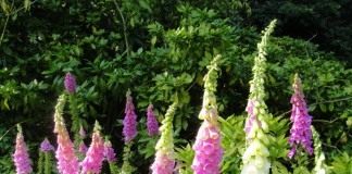 Наперстянка, или Дигиталис (Digitalis)