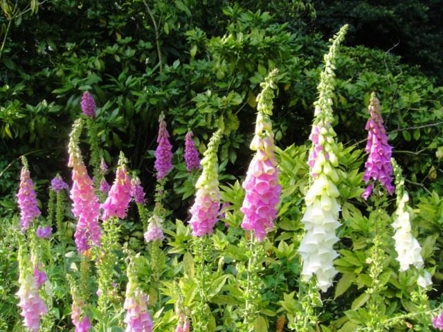 Наперстянка, или Дигиталис (Digitalis) Наперстянка, или Дигиталис (Digitalis)