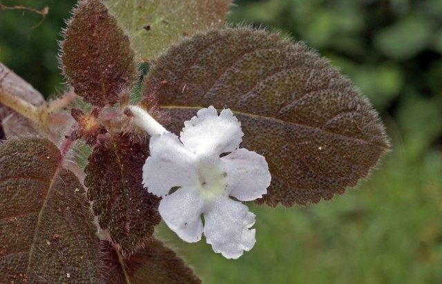 Эписция лиловая (Episcia lilacina) Эписция лиловая (Episcia lilacina)