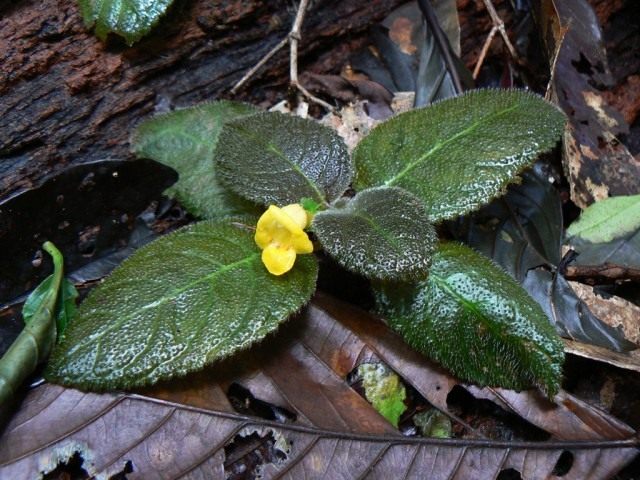 Эписция (Episcia xantha) Эписция (Episcia xantha)