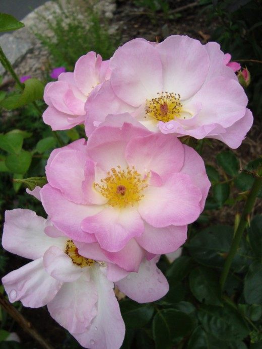 Роза Флорибунда (Rose Floribunda) Роза Флорибунда группы "Escapade"