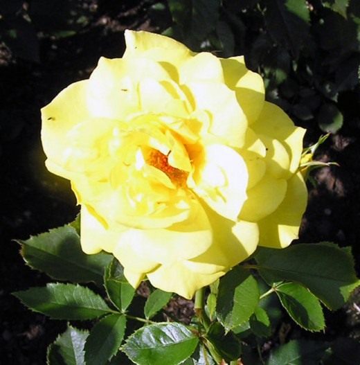Роза Флорибунда "Friesia" Роза Флорибунда "Friesia"