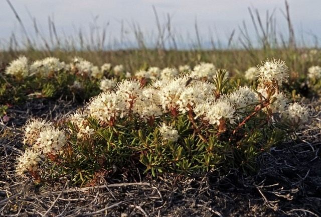 Багульник стелющийся, или Багульник простёртый (Ledum decumbens) Багульник стелющийся, или Багульник простёртый (Ledum decumbens)