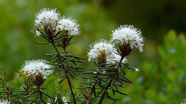 Багульник болотный (Ledum palustre) Багульник болотный (Ledum palustre)