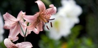 Лилия 'Pink Twinkle'