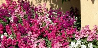 Левкой седой, или Левкой сизый, или Маттиола седая (лат. Matthiola incana)