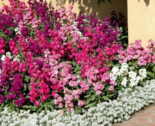 Левкой седой, или Левкой сизый, или Маттиола седая (лат. Matthiola incana) Левкой седой, или Левкой сизый, или Маттиола седая (лат. Matthiola incana)