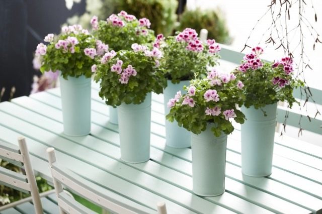 Пеларгония (Pelargonium) Пеларгония (Pelargonium)