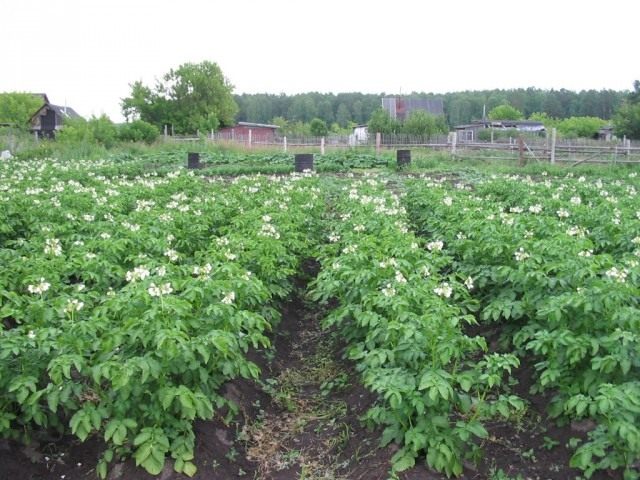 Картофельное поле Картофельное поле