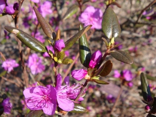 Рододендрон даурский (Rhododendron dauricum) Рододендрон даурский (Rhododendron dauricum)