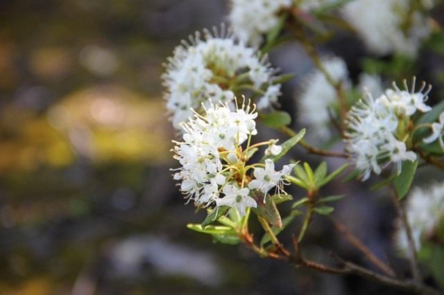 Рододендрон Толмачёва, или Багульник крупнолистный (Ledum macrophyllum) Рододендрон Толмачёва, или Багульник крупнолистный (Ledum macrophyllum)