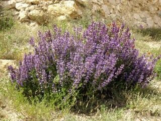Шалфей лавандолистный (Salvia lavandulifolia) Шалфей лавандолистный (Salvia lavandulifolia)