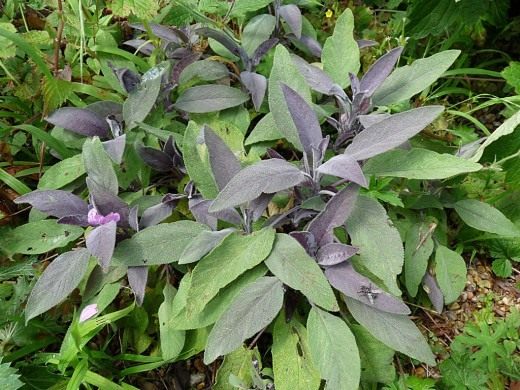 Шалфей лекарственный (лат. Salvia officinalis) Шалфей лекарственный (лат. Salvia officinalis)