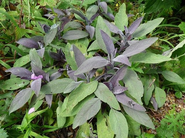 Шалфей лекарственный (Salvia officinalis) 