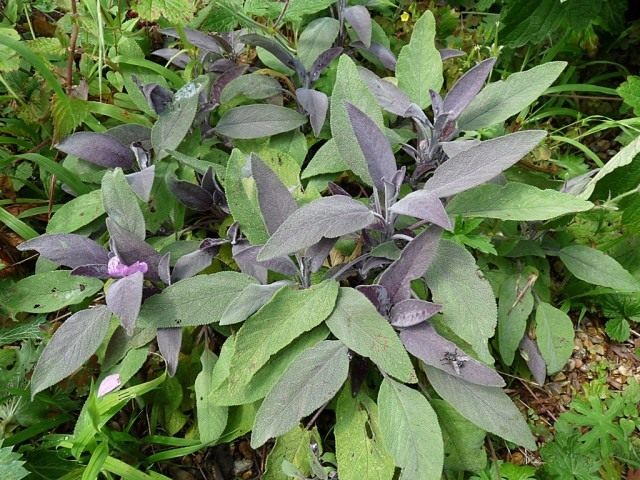 Шалфей лекарственный (Salvia officinalis) Шалфей лекарственный (Salvia officinalis)