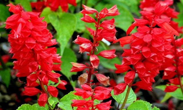 Шалфей сверкающий, или Сальвия блестящая (Salvia splendens) Шалфей сверкающий, или Сальвия блестящая (Salvia splendens)