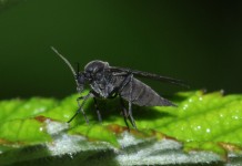 Сциарида (Sciaridae), или Листовой комарик, или Детритница, или Почвенный комарик, или цветочная мошка