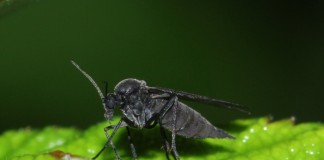 Сциарида (Sciaridae), или Листовой комарик, или Детритница, или Почвенный комарик, или цветочная мошка