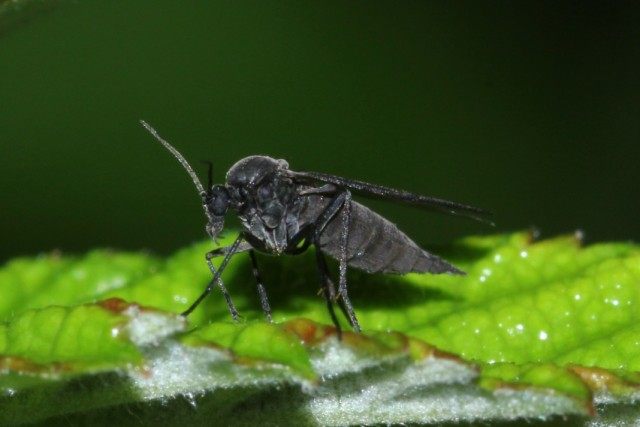 Сциарида (Sciaridae), или Листовой комарик, или Детритница, или Почвенный комарик, или цветочная мошка Сциарида (Sciaridae), или Листовой комарик, или Детритница, или Почвенный комарик, или цветочная мошка
