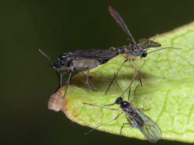 Сциарида (Sciaridae), или Листовой комарик, или Детритница, или Почвенный комарик, или цветочная мошка Сциарида (Sciaridae), или Листовой комарик, или Детритница, или Почвенный комарик, или цветочная мошка