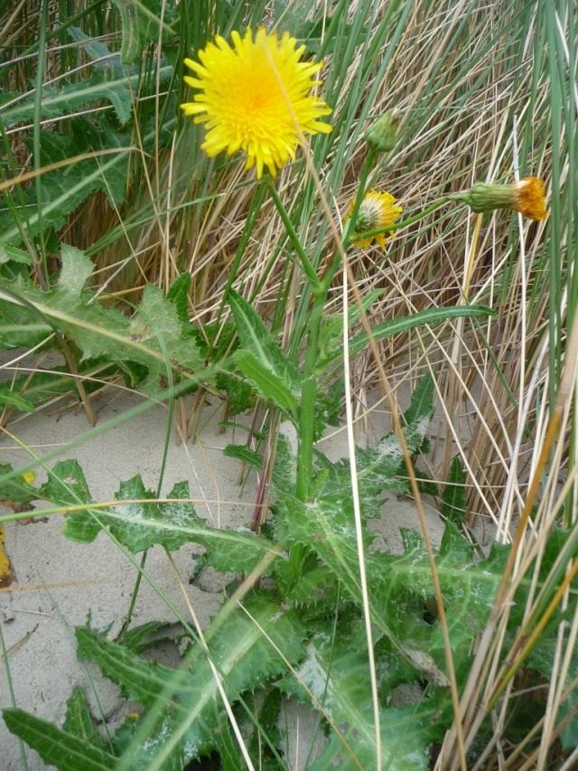 Осот полевой, или Осот жёлтый, или Осот молочайный (лат. Sonchus arvensis) Осот полевой, или Осот жёлтый, или Осот молочайный (лат. Sonchus arvensis)