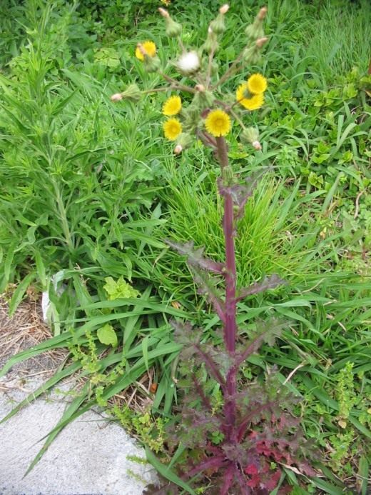 Осот огородный (лат. Sonchus oleraceus) Осот огородный (лат. Sonchus oleraceus)