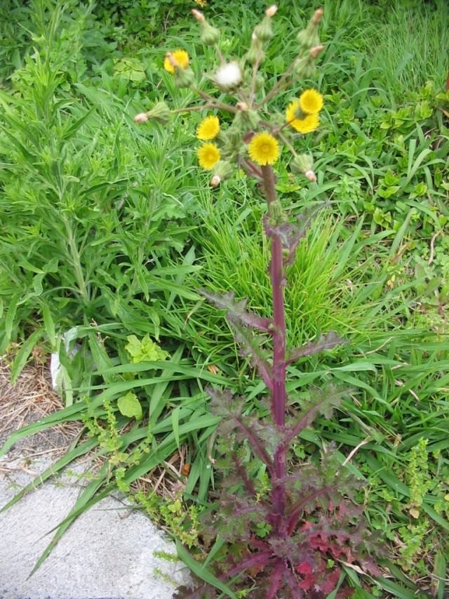 Осот огородный (лат. Sonchus oleraceus) Осот огородный (лат. Sonchus oleraceus)
