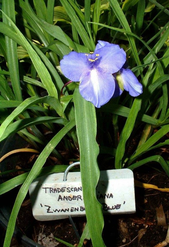 Традесканция Андерсона 'Zwanenburg Blue' Традесканция Андерсона 'Zwanenburg Blue'