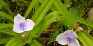 Традесканция Андерсона ‘Osprey’ (лат. Tradescantia х andersoniana).