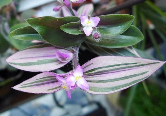 Традесканция Блоссфельда (лат. Tradescantia blossfeldiana) Традесканция Блоссфельда (лат. Tradescantia blossfeldiana)