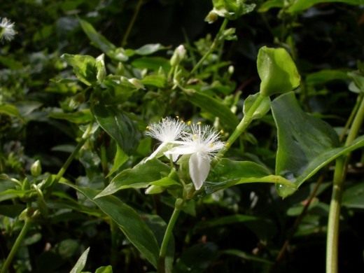 Традесканция приречная, или миртолистная (лат. Tradescantia fluminensis) Традесканция приречная, или миртолистная (лат. Tradescantia fluminensis)