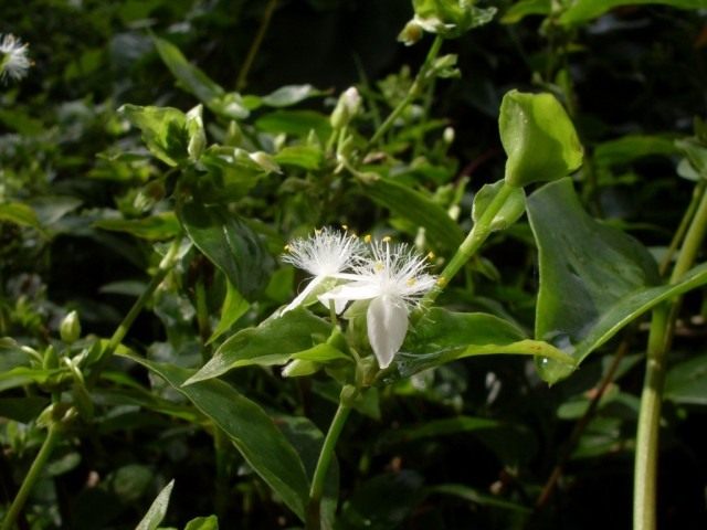 Традесканция приречная, или миртолистная (лат. Tradescantia fluminensis) Традесканция приречная, или миртолистная (лат. Tradescantia fluminensis)