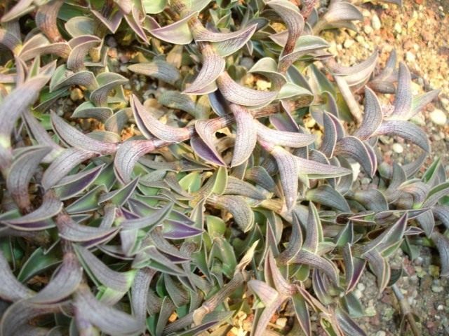Традесканция ладьевидная (лат. Tradescantia navicularis) Традесканция ладьевидная (лат. Tradescantia navicularis)