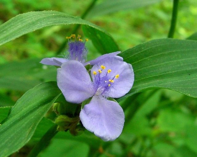 Традесканция волосатая (лат. Tradescantia pilosa) Традесканция волосатая (лат. Tradescantia pilosa)