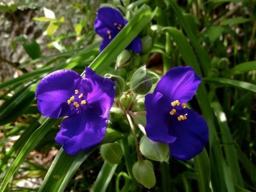 Традесканция виргинская (лат. Tradescantia virginiana) Традесканция виргинская (лат. Tradescantia virginiana)