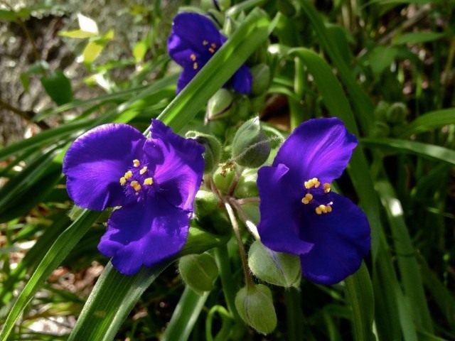 Традесканция виргинская (лат. Tradescantia virginiana) Традесканция виргинская (лат. Tradescantia virginiana)