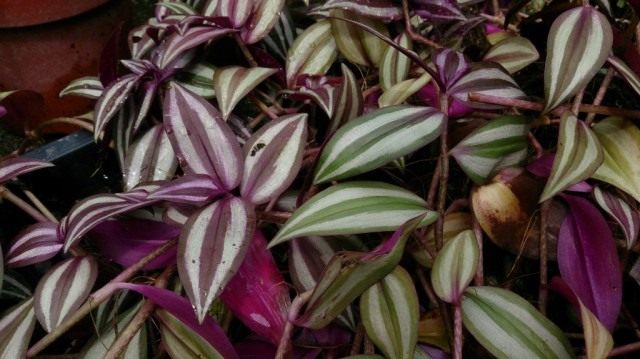 Традесканция зебровидная, или висячая. Зебрина (Tradescantia zebrina) Традесканция зебровидная, или висячая. Зебрина (Tradescantia zebrina)