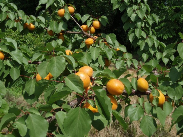 Плоды абрикоса на ветвях