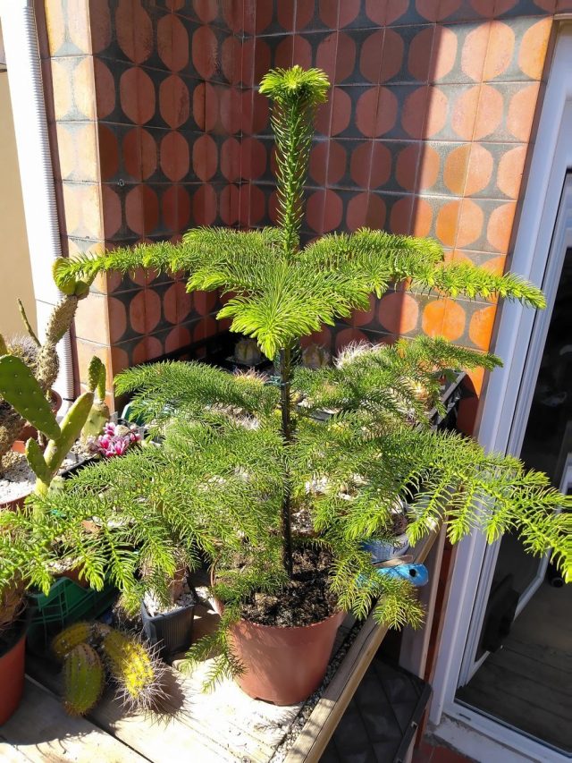 Араукария разнолистная, или комнатная ель (Araucaria heterophylla) Араукария разнолистная, или комнатная ель (Araucaria heterophylla)