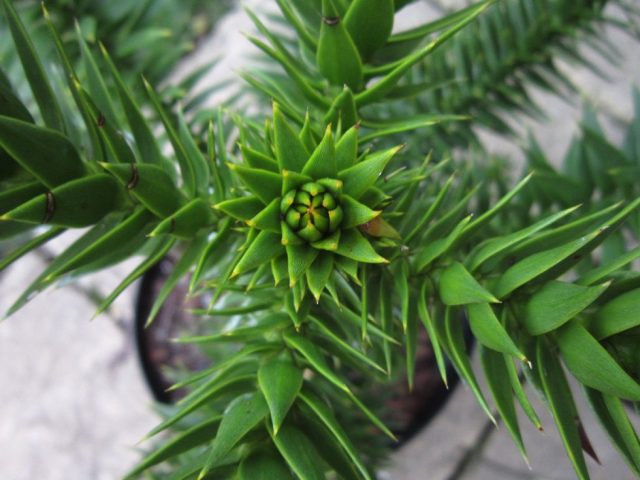 Араукария чилийская (Araucaria araucana) Араукария чилийская (Araucaria araucana)