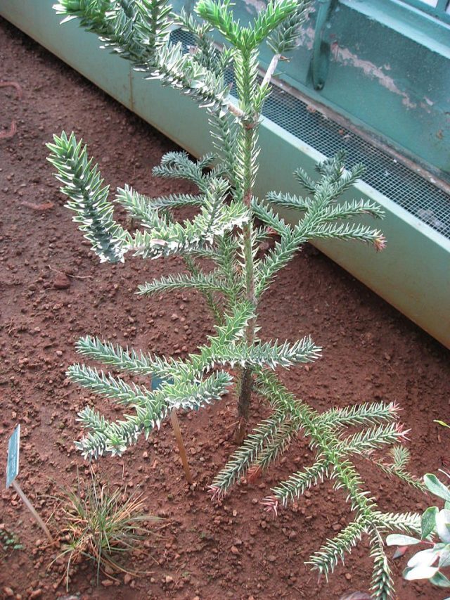 Араукария горная (Araucaria montana) Араукария горная (Araucaria montana)